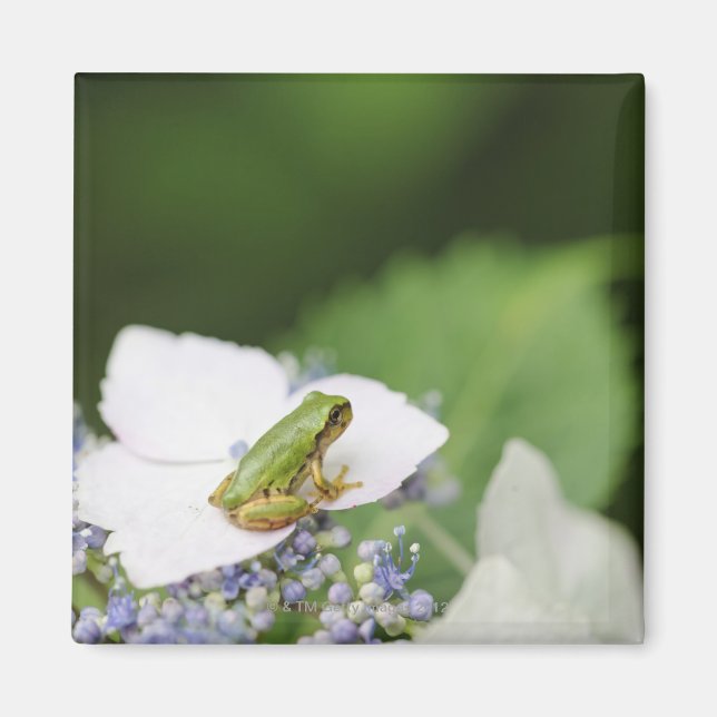 Imã Sapo de árvore sentado em uma Hydrangea, Hyogo (Frente)