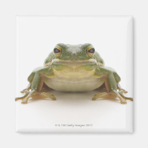 Imã Sapo de árvore verde (Hylidae cinerea)