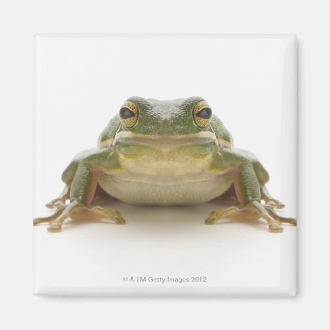 Imã Sapo de árvores verdes (Hylidae cinerea) (Frente)