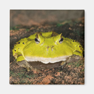 Imã Sapo-de-chifre-brasileiro, Ceratophrys cornuta, 2