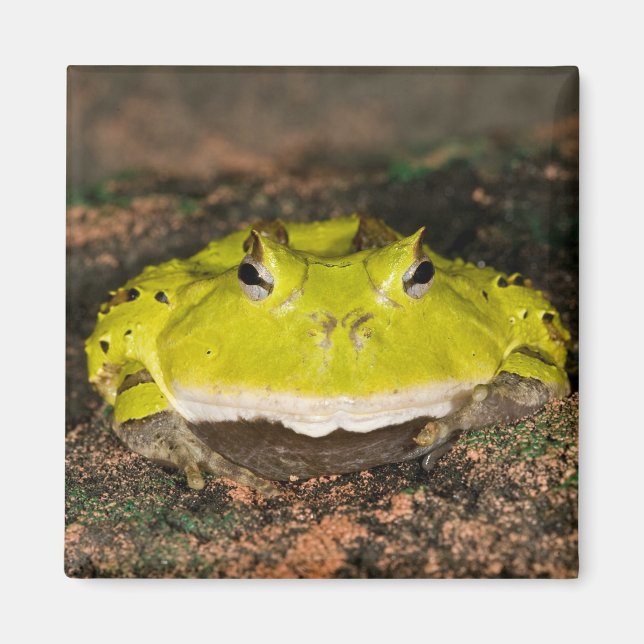 Imã Sapo-de-chifre-brasileiro, Ceratophrys cornuta, 2 (Frente)