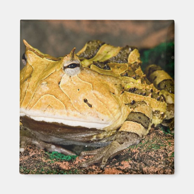 Imã Sapo-de-chifre-brasileiro, Ceratophrys cornuta, 3 (Frente)