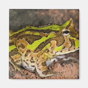 Imã Sapo-de-chifres-do-Brasil, Ceratophrys cornuta, Na