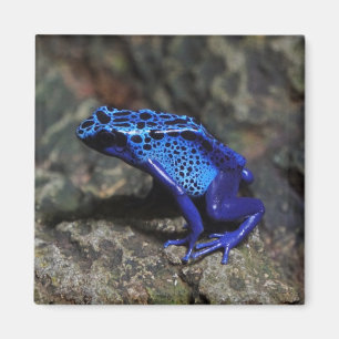 Imã Sapo de dardos azuis, Sapo azul brilhante