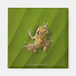 Imã Sapo de Dink (diastema do Eleutherodactylus) em