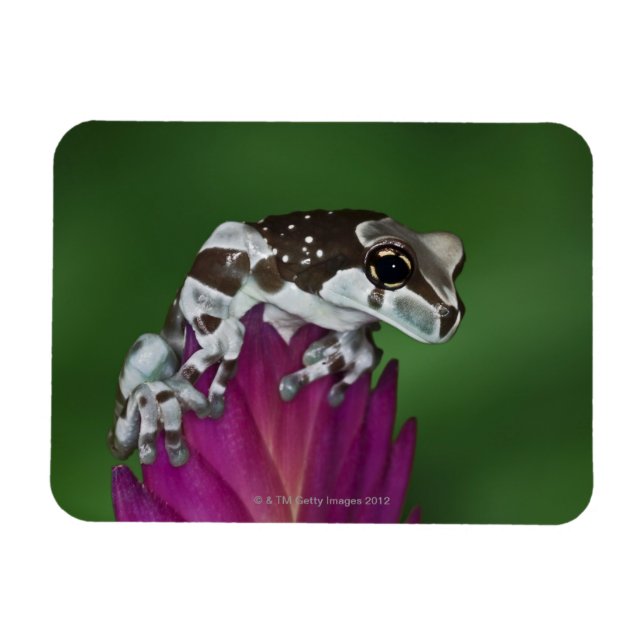 Ímã Sapo de leite, Trachycephalus resinifictrix (Horizontal)