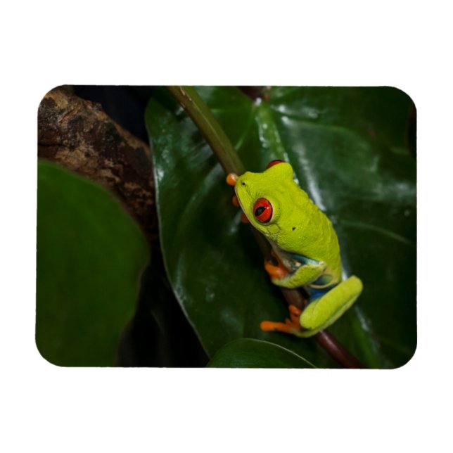 Ímã Sapo De Olhos Vermelhos No Tronco (Horizontal)