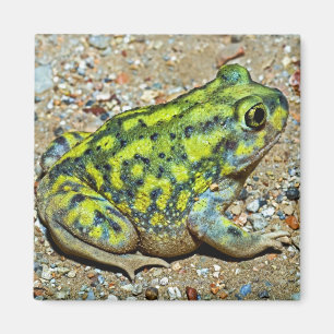 Imã Sapo de Spadefoot de um sofá