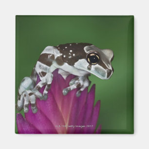 Imã Sapo do leite, resinifictrix de Trachycephalus