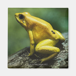 Imã Sapo dourado do dardo