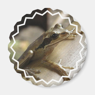 Imã Sapo Magnético