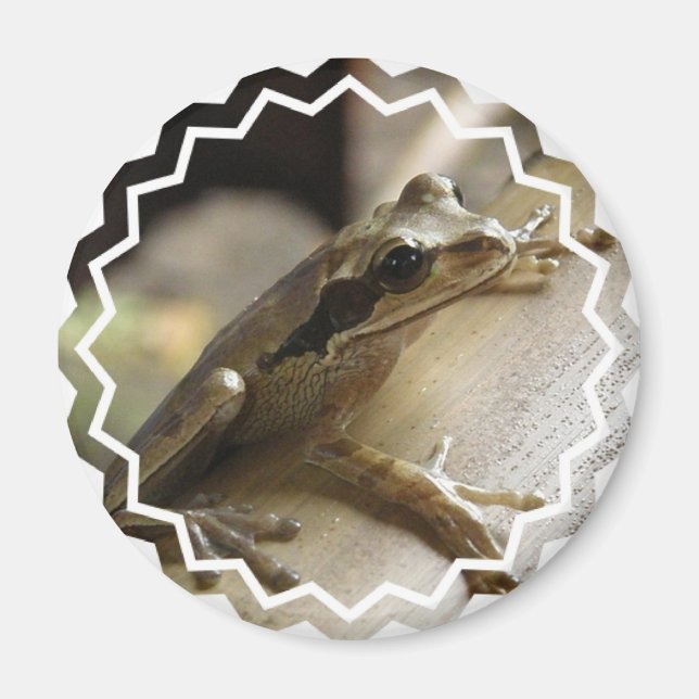 Imã Sapo Magnético (Frente)