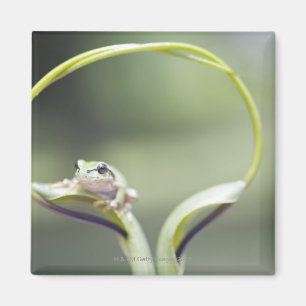 Imã Sapo na haste da planta, Biei, Hokkaido, Japão