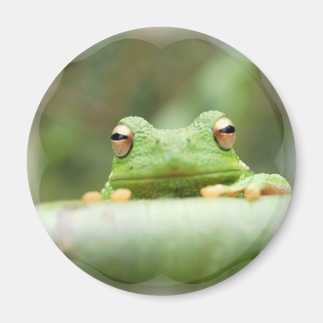 Imã Sapo Olhos Magnético (Frente)