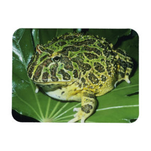 Ímã Sapo Ornado, (Ceratophrys ornata),