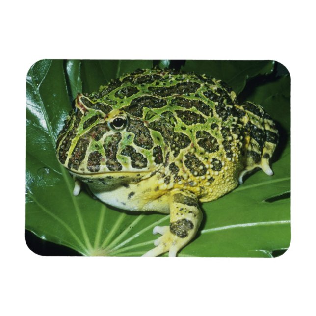 Ímã Sapo Ornado, (Ceratophrys ornata), (Horizontal)