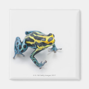 Imã Sapo preto, amarelo e azul do dardo do veneno