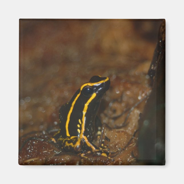 Imã Sapo preto e amarelo (Frente)