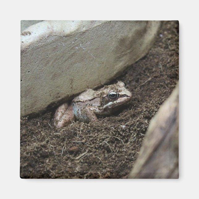 Imã Sapo sujo (Frente)