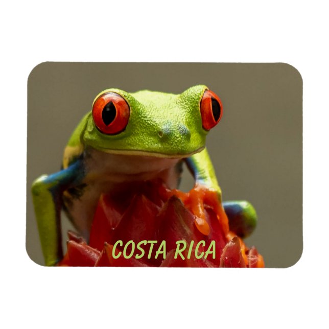 Ímã Sapo tropical com olhos vermelhos na Costa Rica (Horizontal)
