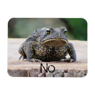 Ímã Sapo velho mal-humorado em um coto