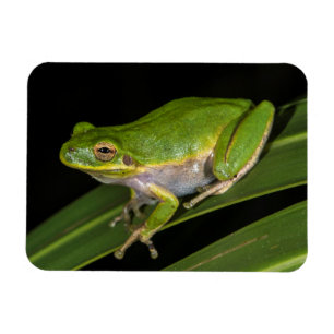 Ímã Sapo verde de árvore (Hyla cinerea) 2