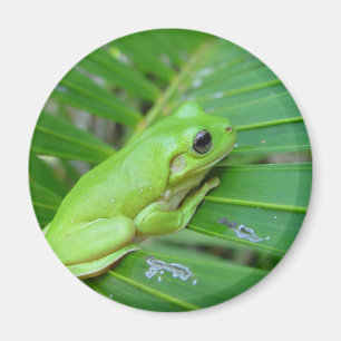 Imã Sapo Verde Pequeno