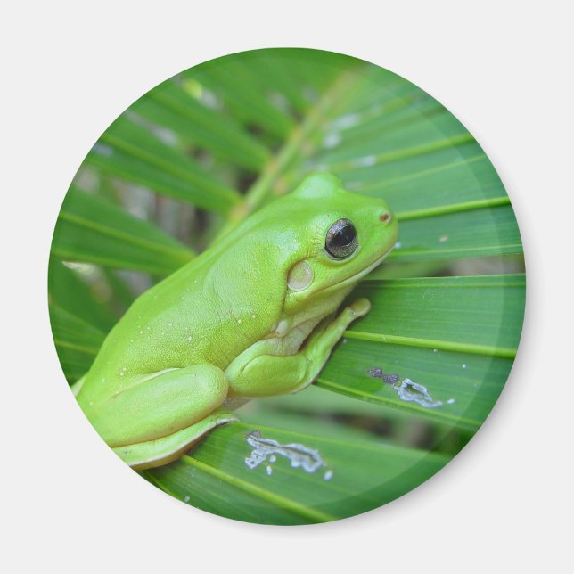 Imã Sapo Verde Pequeno (Frente)