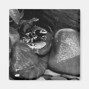 Imã Sapos Dart Compartilhando Rock B+W