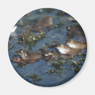 Imã Sapos engraçados