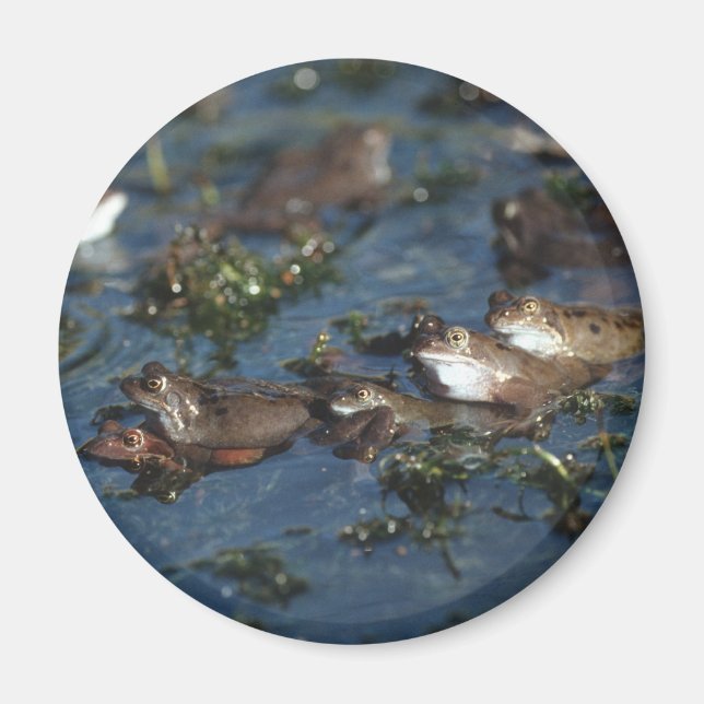 Imã Sapos engraçados (Frente)