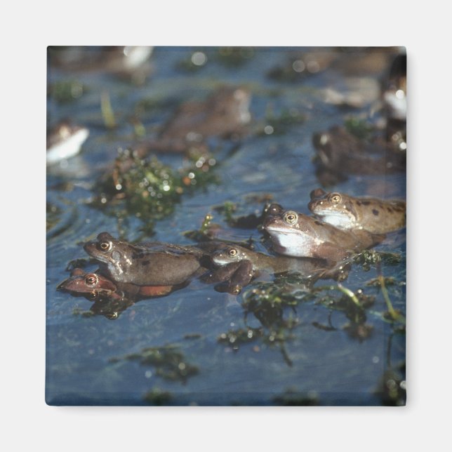 Imã Sapos engraçados (Frente)