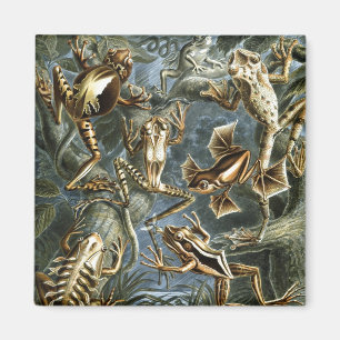 Imã Sapos Haeckel