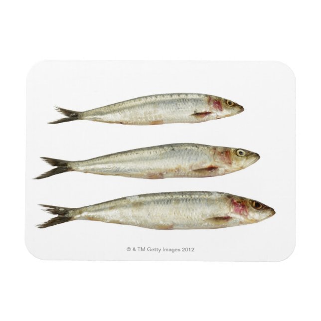 Ímã Sardinhas (Pilchards) 2 (Horizontal)