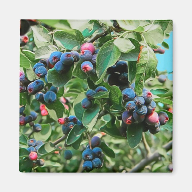 Imã Saskatoon (Frente)