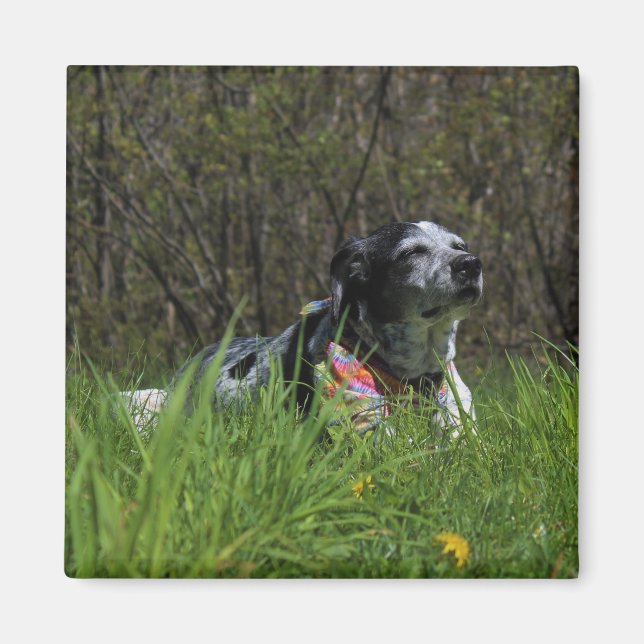 Imã Satisfacção (Frente)