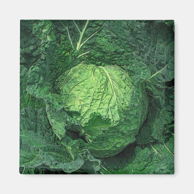 Imã Savoy Cabbage (Frente)