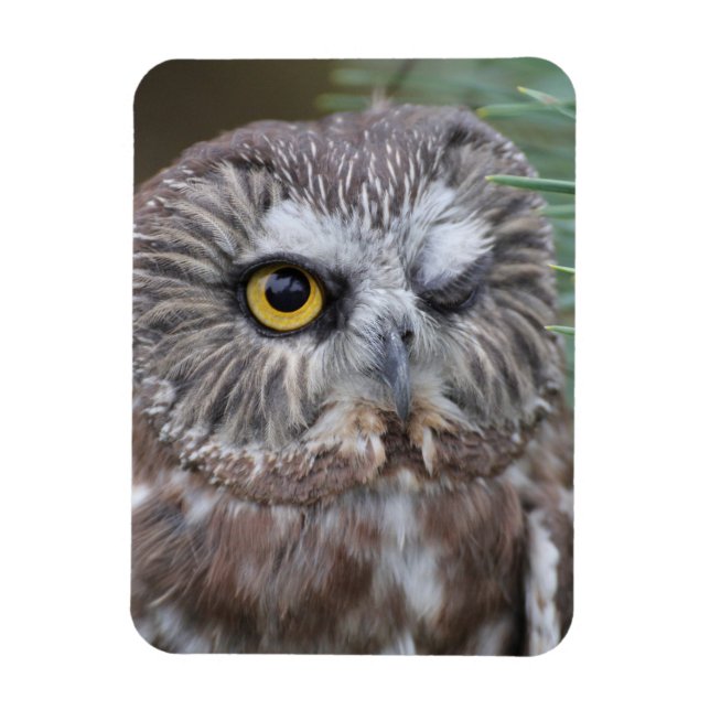 Ímã Saw-whet Owl (Vertical)