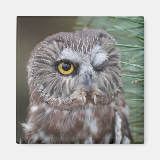 Imã Saw-whet Owl (Frente)