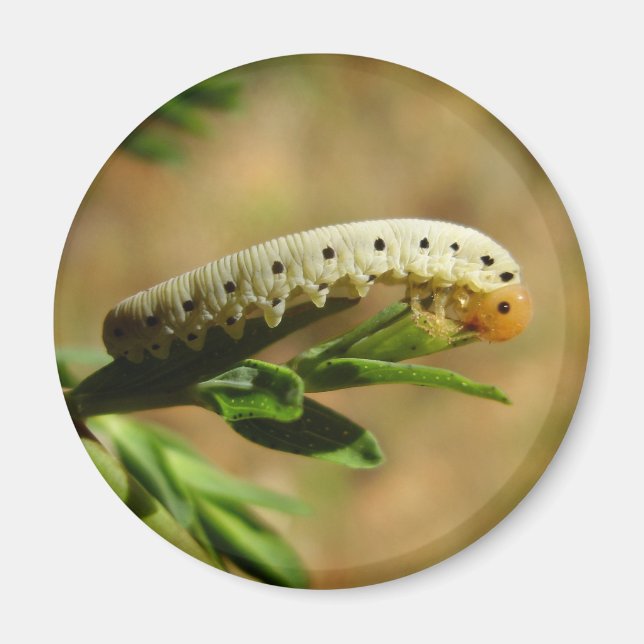 Imã Sawfly Larvae Magnet (Frente)