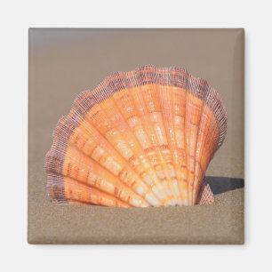 Imã Scallop Shell Crete, piscina