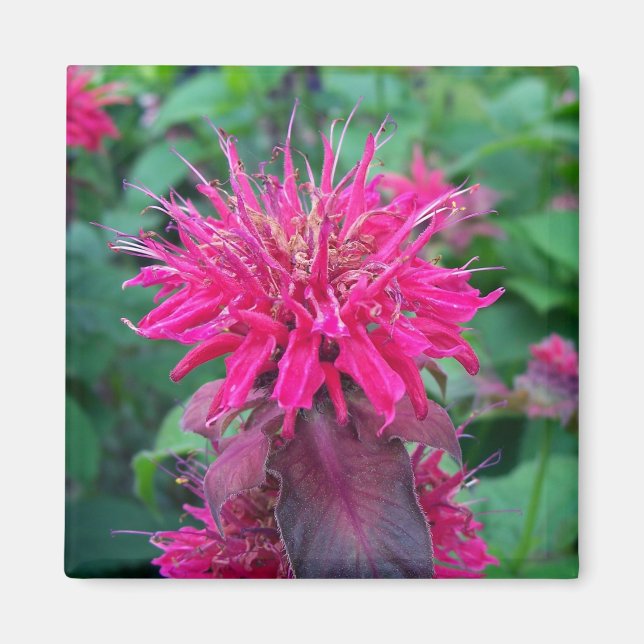 Imã Scarlet Beebalm (Frente)