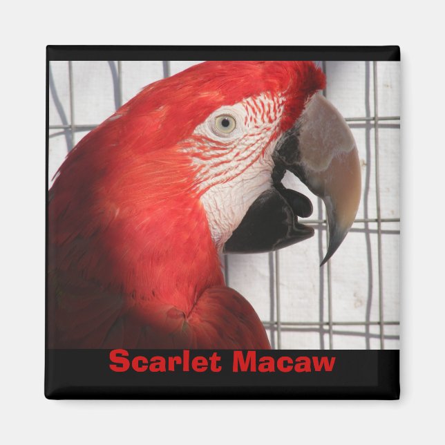 Imã Scarlet Macaw (Frente)