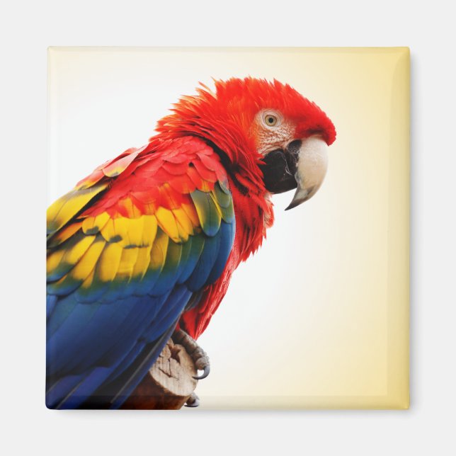 Imã Scarlet Macaw (Frente)