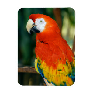 Ímã Scarlet Macaw