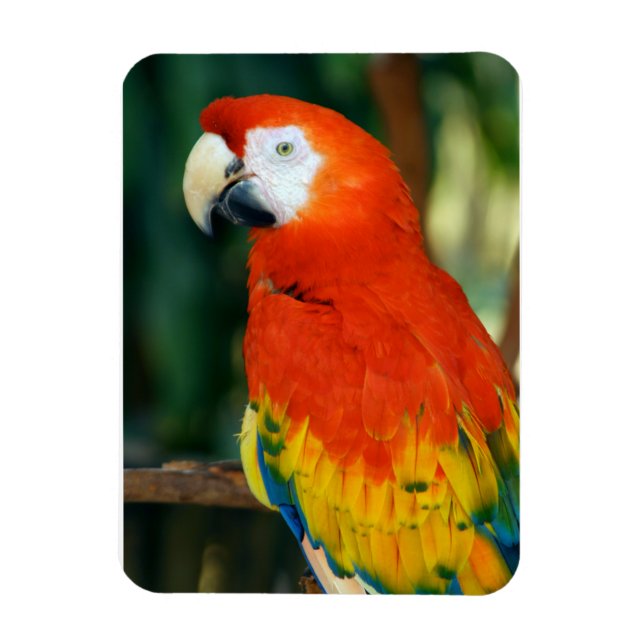 Ímã Scarlet Macaw (Vertical)