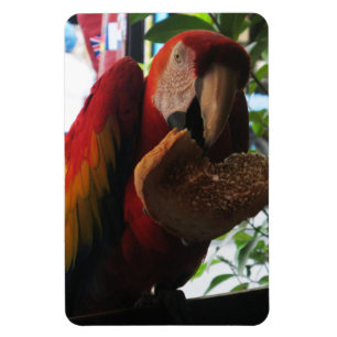 Ímã Scarlet Macaw Comendo Brinde