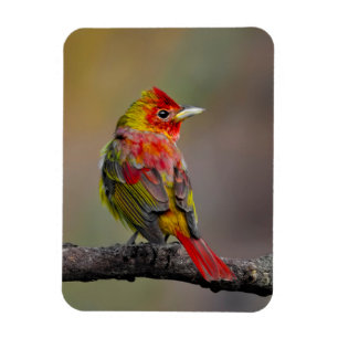 Ímã Scarlet Tanager Molting - Fotografia original