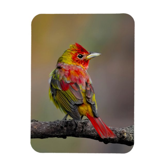 Ímã Scarlet Tanager Molting - Fotografia original (Vertical)