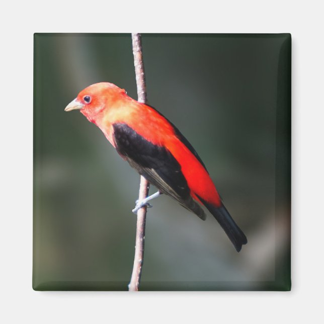 Imã Scarlet Tanager Square Magnet (Frente)